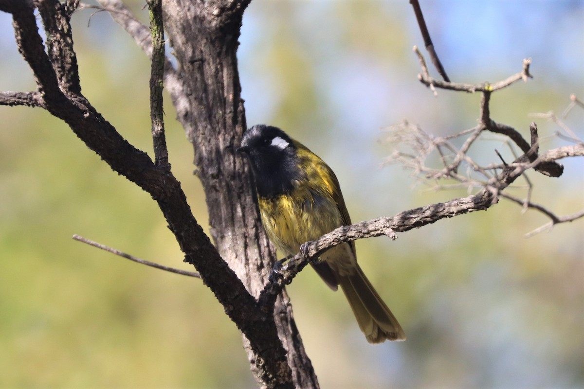 White-eared Honeyeater - ML167255321