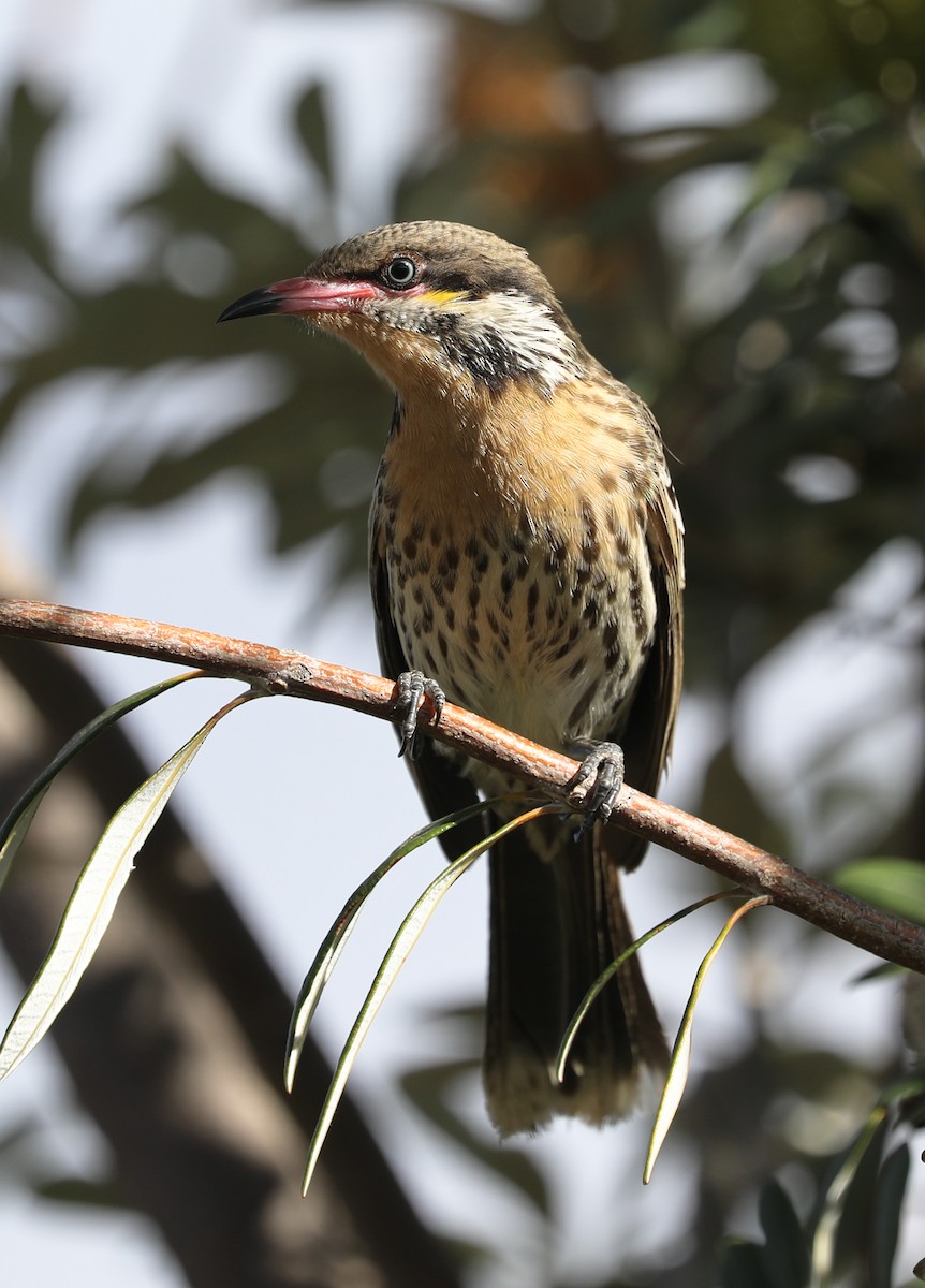 Spiny-cheeked Honeyeater - ML167255711