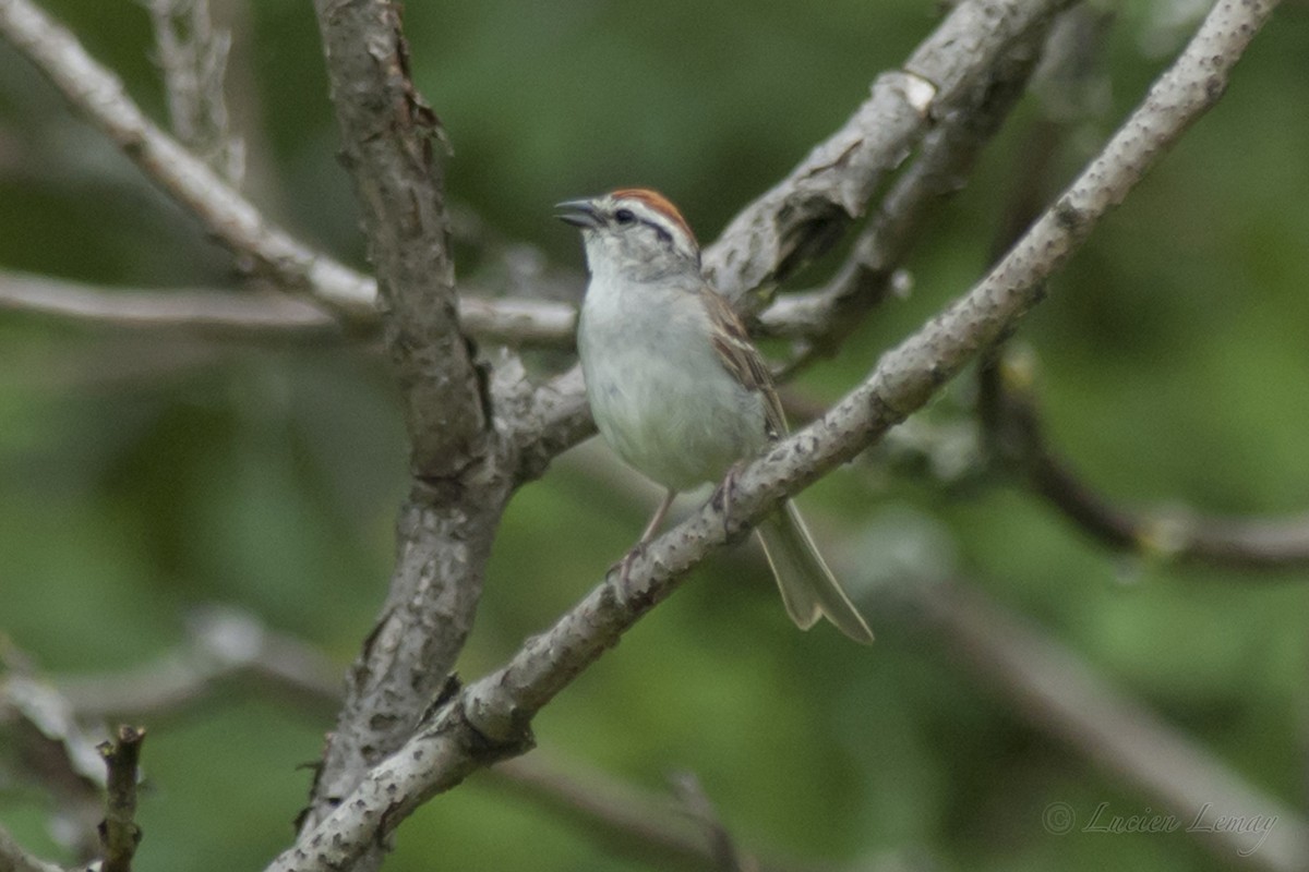 Chipping Sparrow - ML167256721