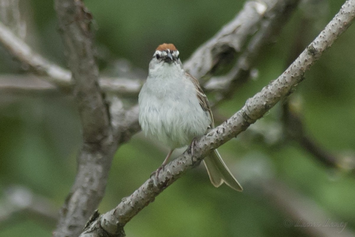 Chipping Sparrow - ML167256731