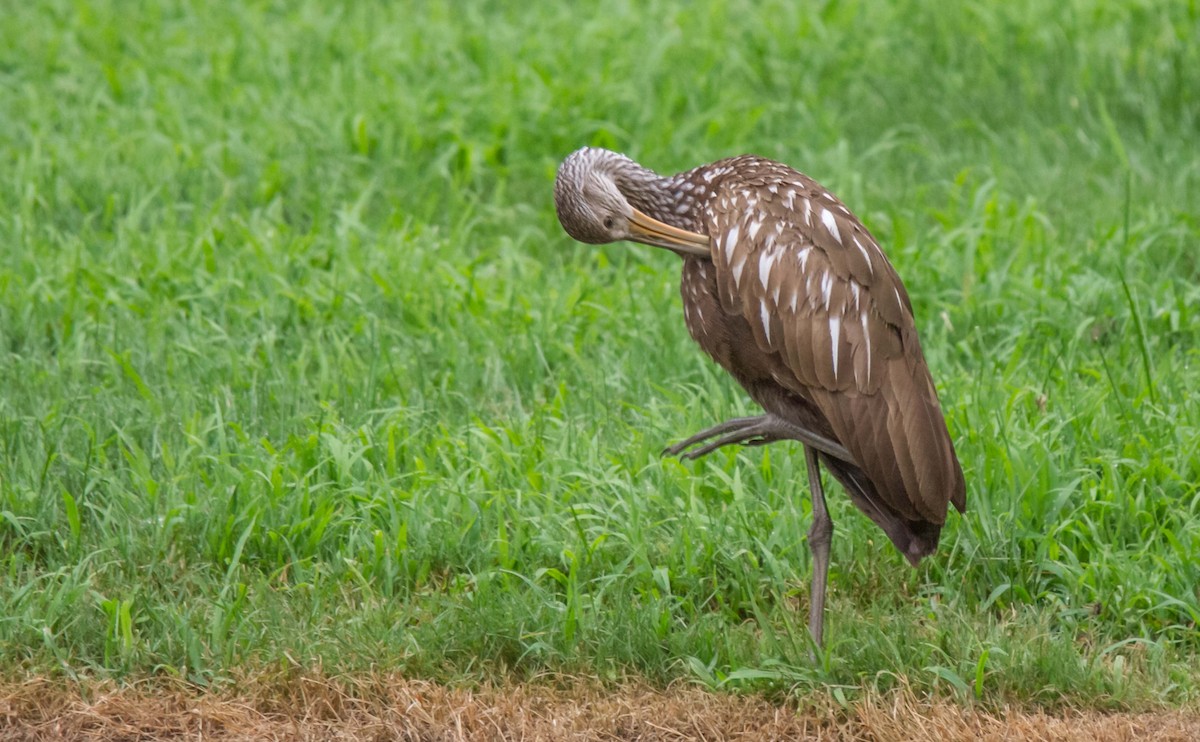 Limpkin - Ed Wransky