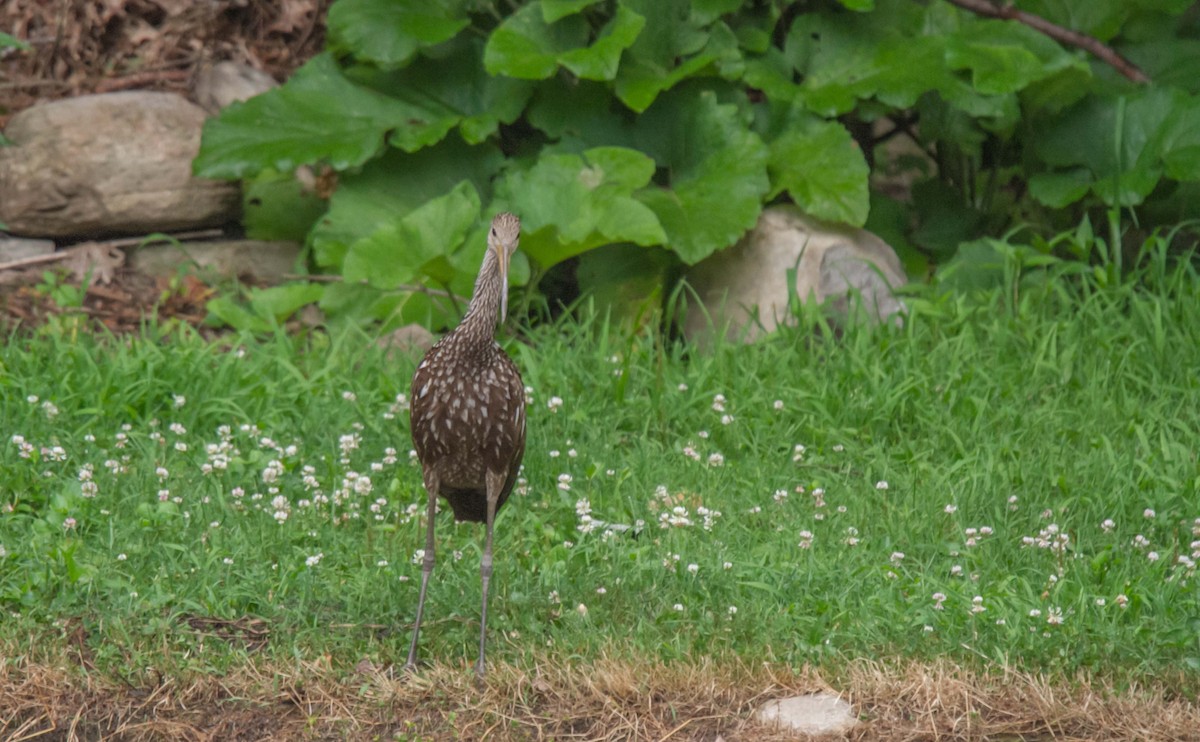 Limpkin - ML167257861