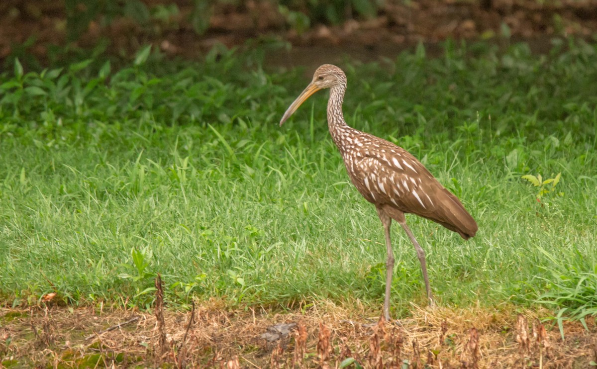 Limpkin - ML167257871