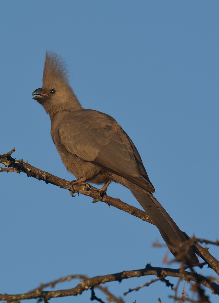 Turaco Unicolor - ML167258571