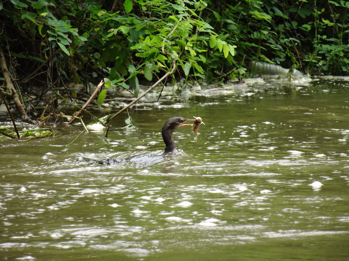 Long-tailed Cormorant - ML167259601