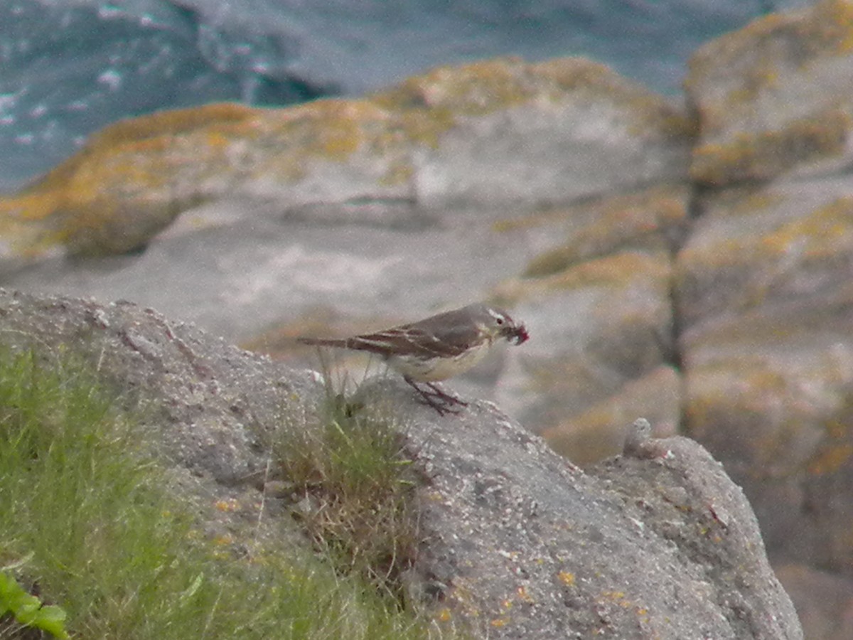 American Pipit - ML167259801