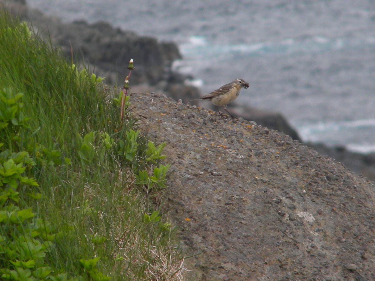 American Pipit - ML167259821