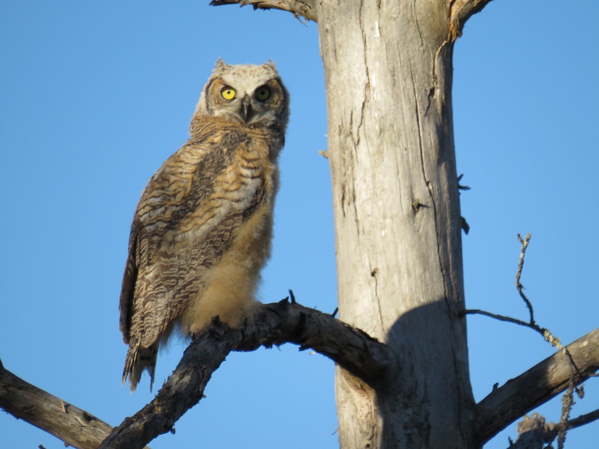 Great Horned Owl - ML167263801