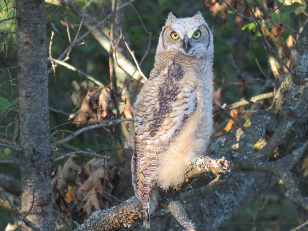 Great Horned Owl - ML167263811