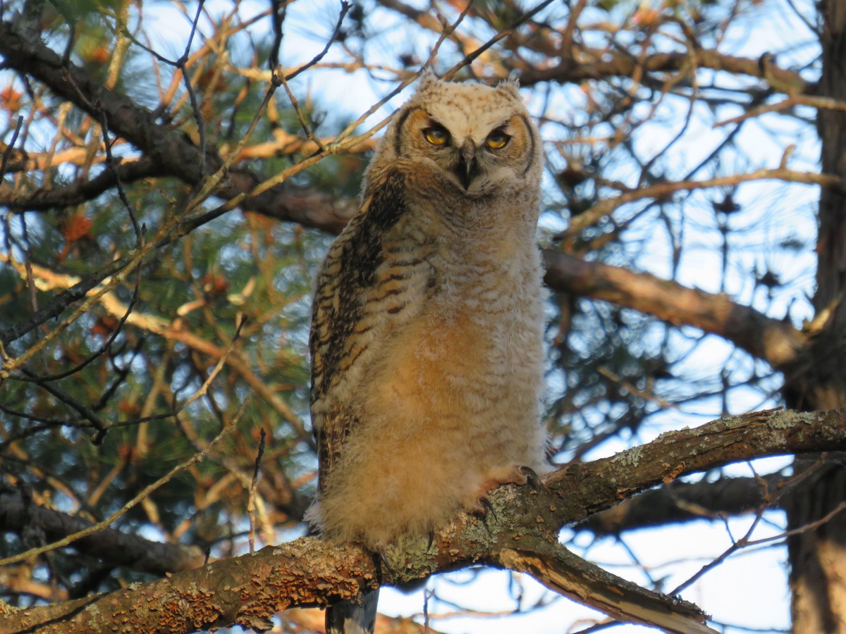 Great Horned Owl - ML167263851