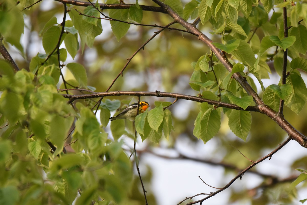 Blackburnian Warbler - ML167267381
