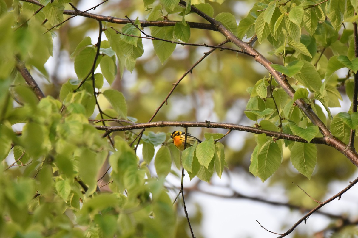Blackburnian Warbler - ML167267391