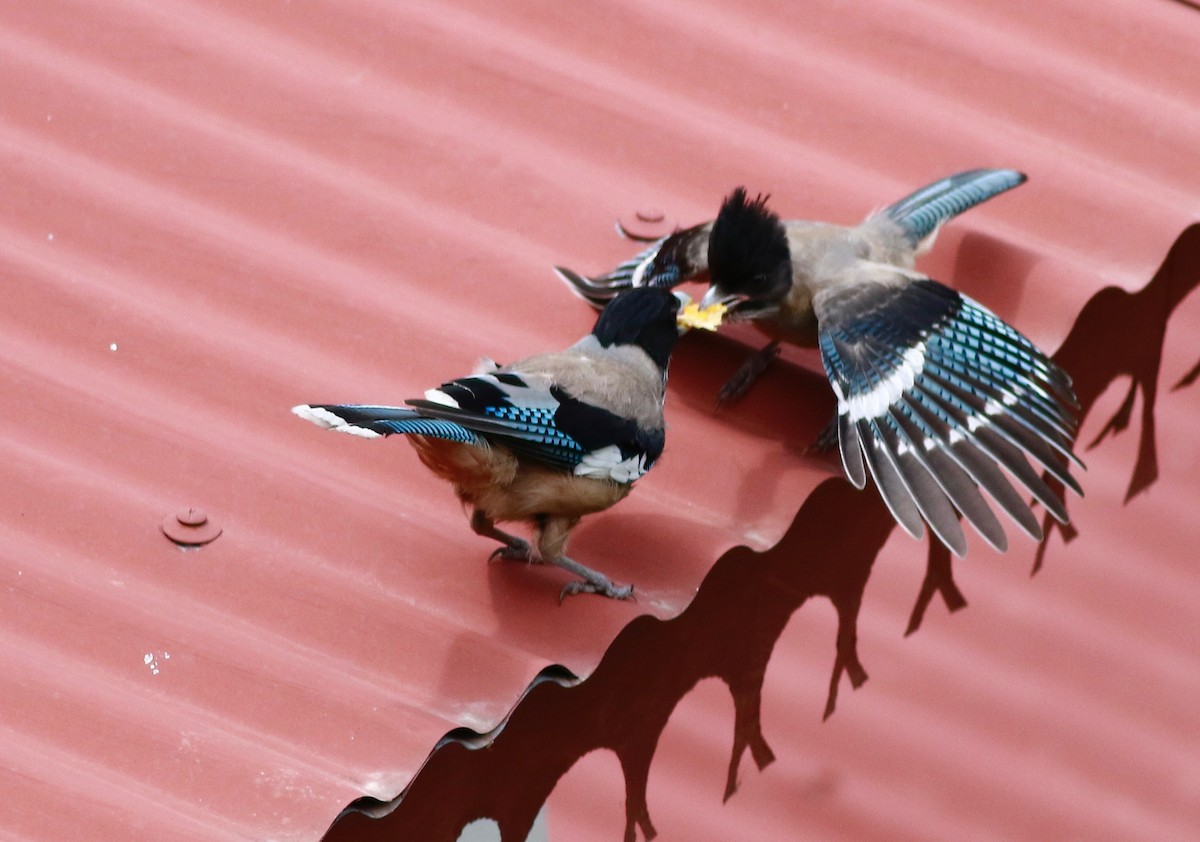 Black-headed Jay - Sudhir Herle