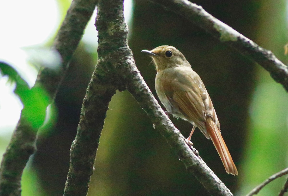 Rusty-tailed Flycatcher - ML167270881