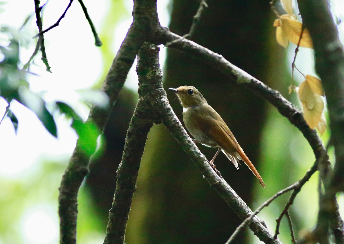 Rusty-tailed Flycatcher - ML167270901