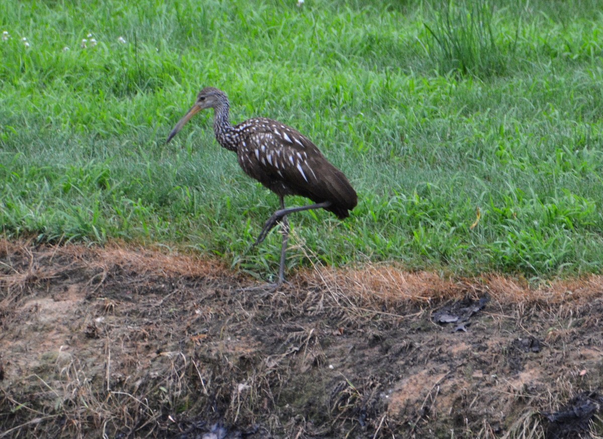 Limpkin - ML167271091