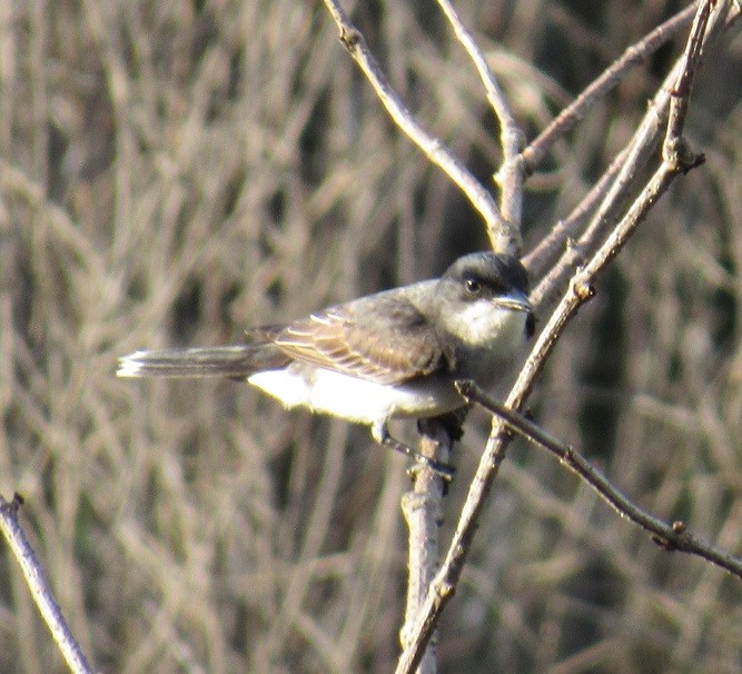 Eastern Kingbird - ML167272291