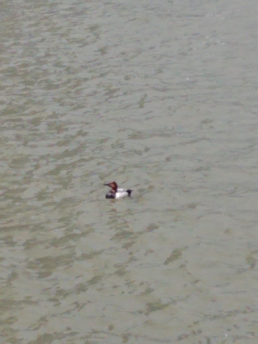 Canvasback - ML167273221