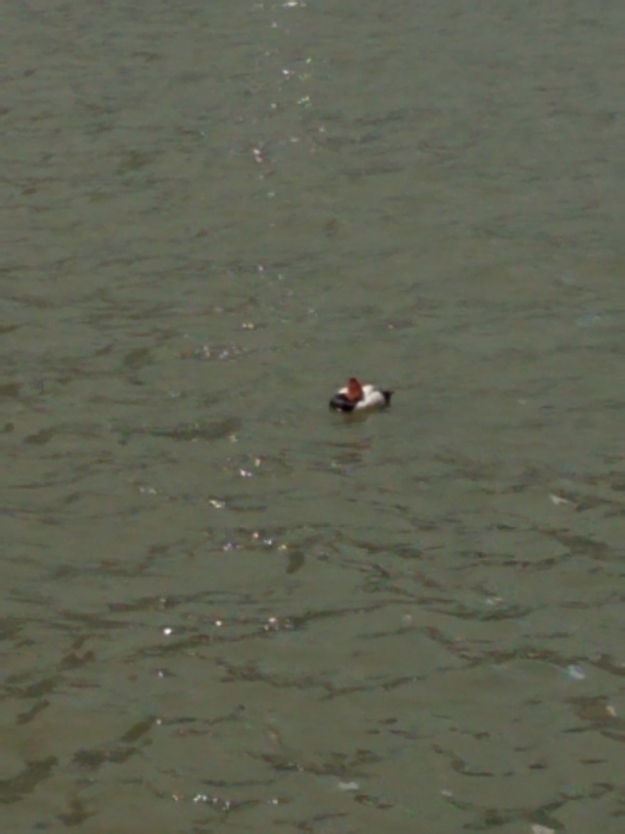 Canvasback - ML167273231