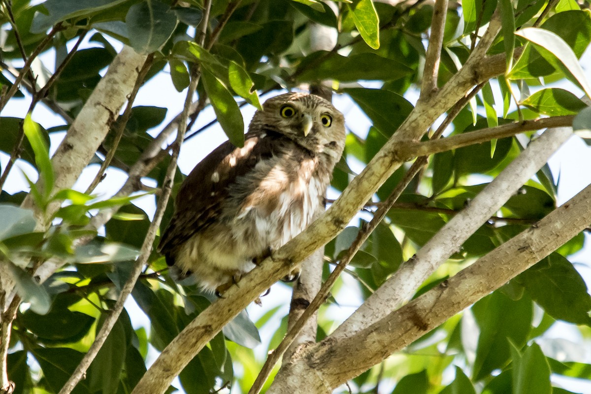 Ferruginous Pygmy-Owl - ML167273631