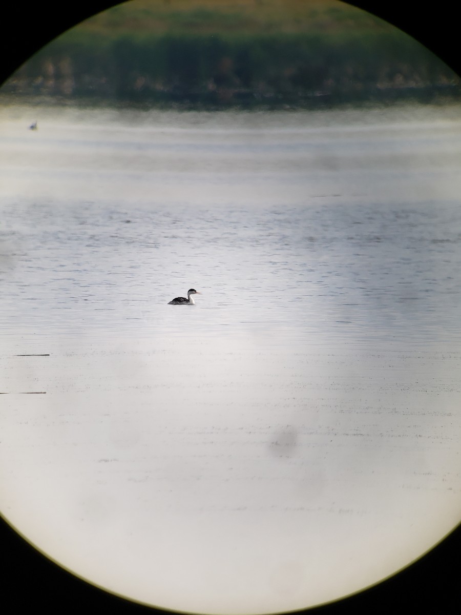 Clark's Grebe - Kent Russell