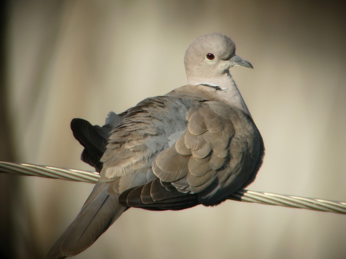 Eurasian Collared-Dove - ML167274401