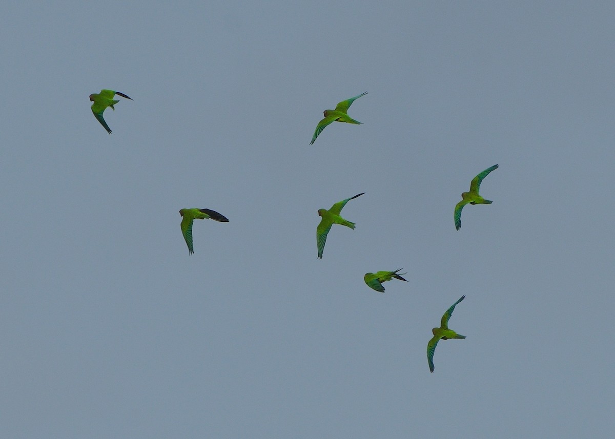 Brown-throated Parakeet - ML167274621