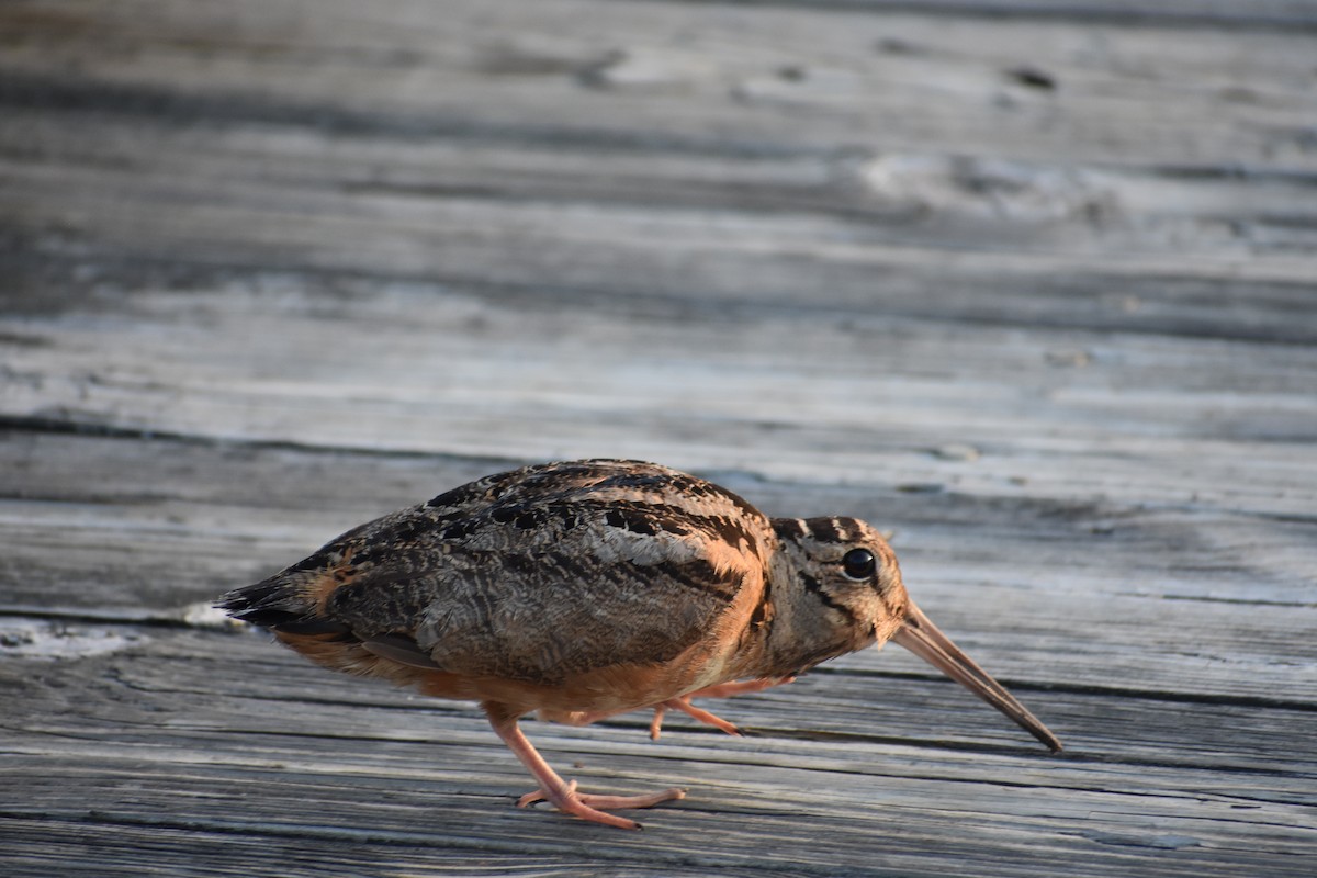 American Woodcock - Victoria Schmalhofer