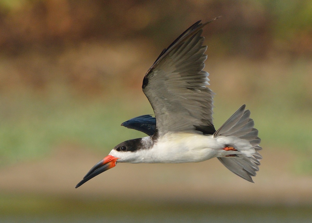 Black Skimmer - Michiel Oversteegen