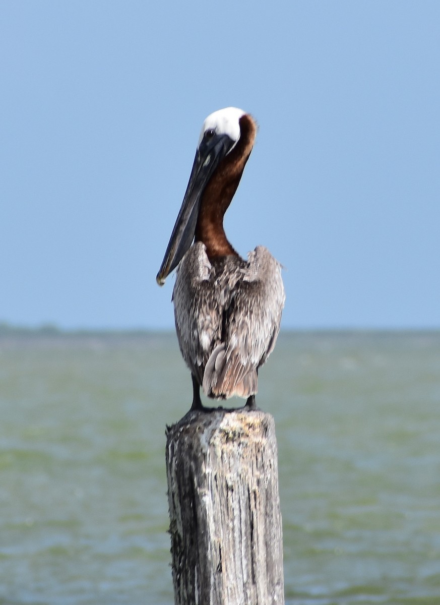 pelikán hnědý - ML167276301