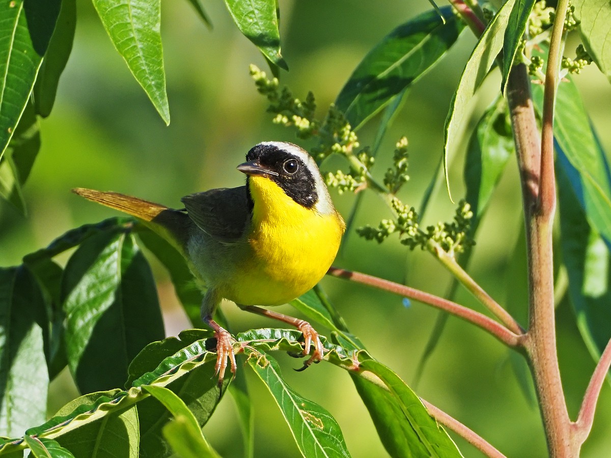 Common Yellowthroat - Gary Mueller