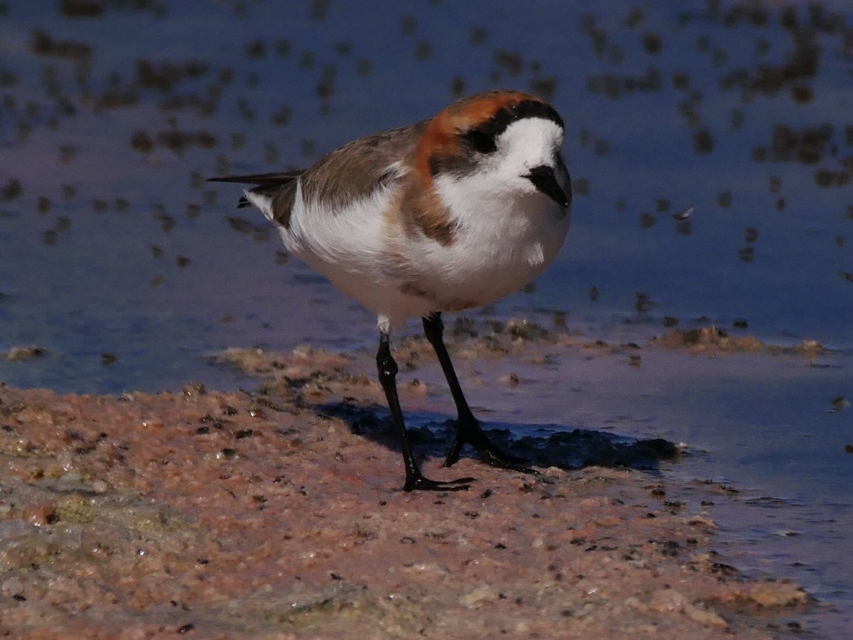 Puna Plover - ML167277701