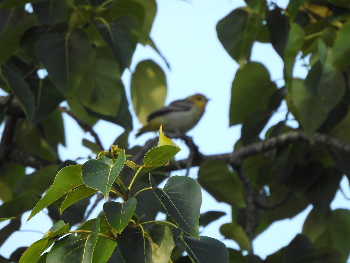 Bullock's Oriole - Jody  Wells