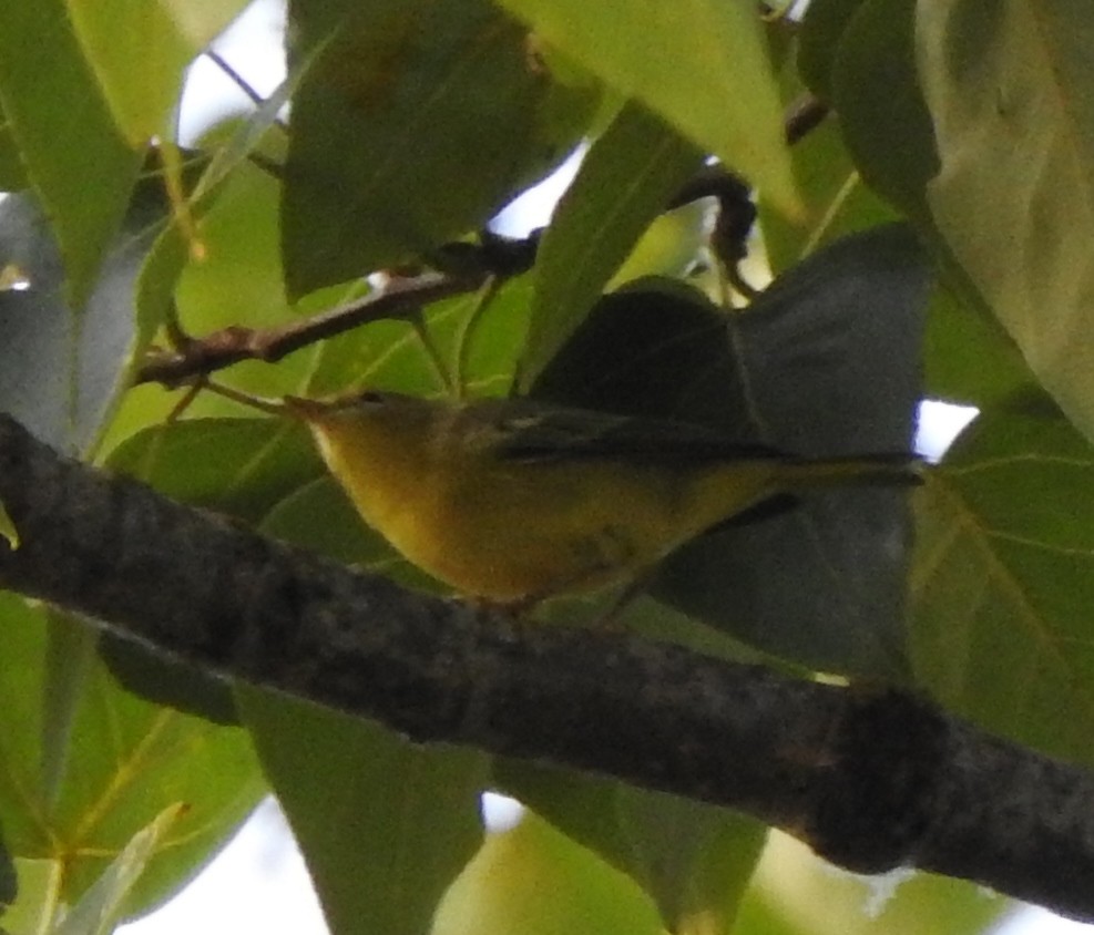 Bullock's Oriole - ML167278821