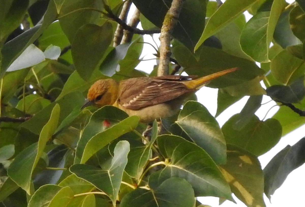 Bullock's Oriole - ML167279101