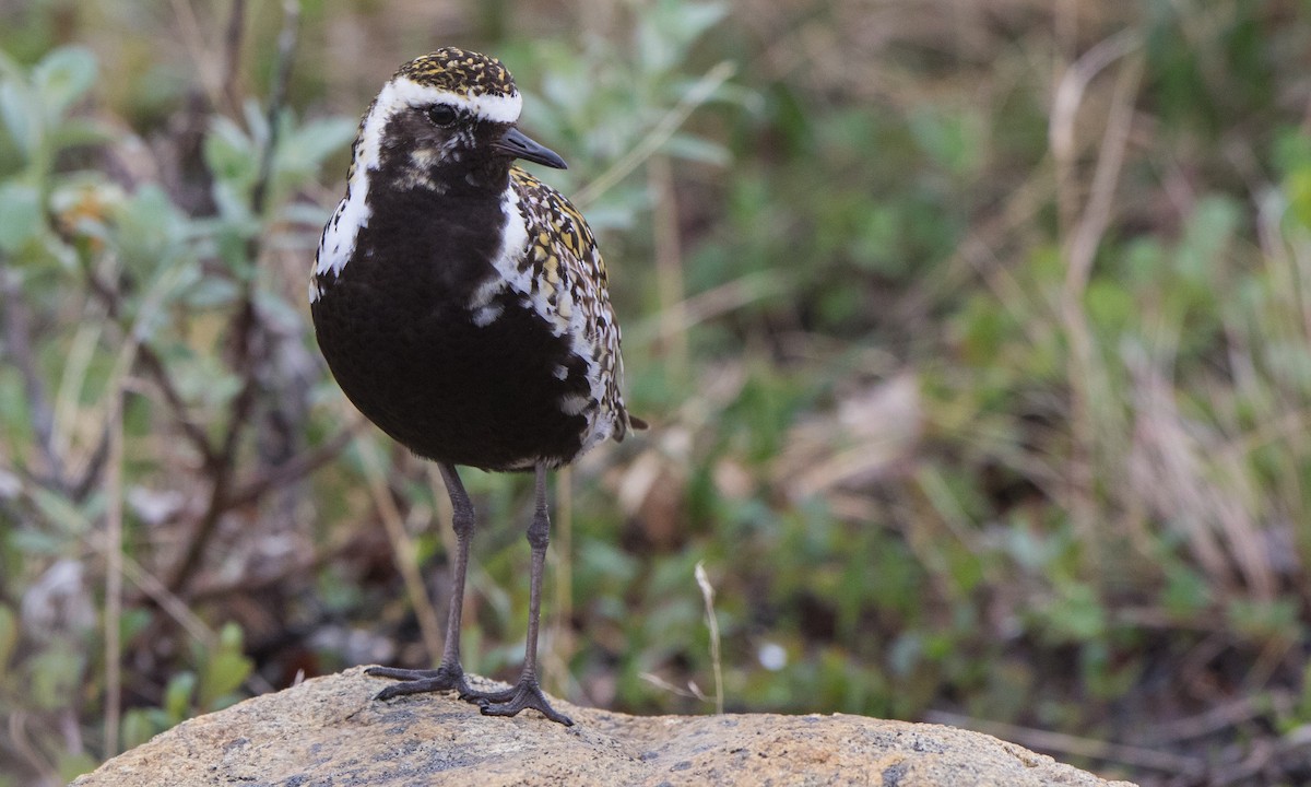 Pacific Golden-Plover - Steve Kelling