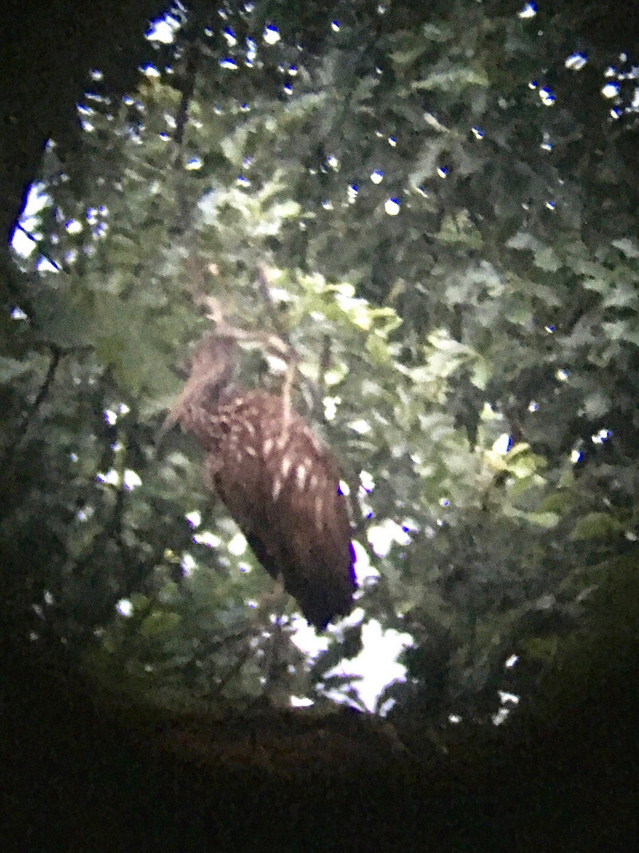 Limpkin - Gautam Apte