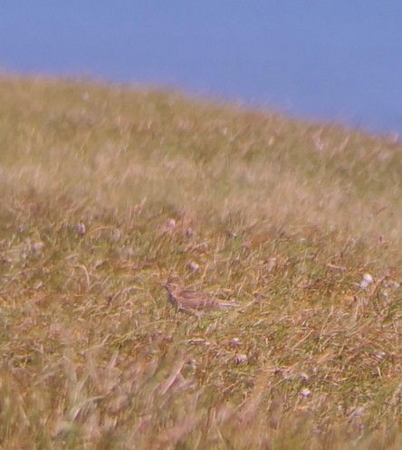 Eurasian Skylark - ML167280721