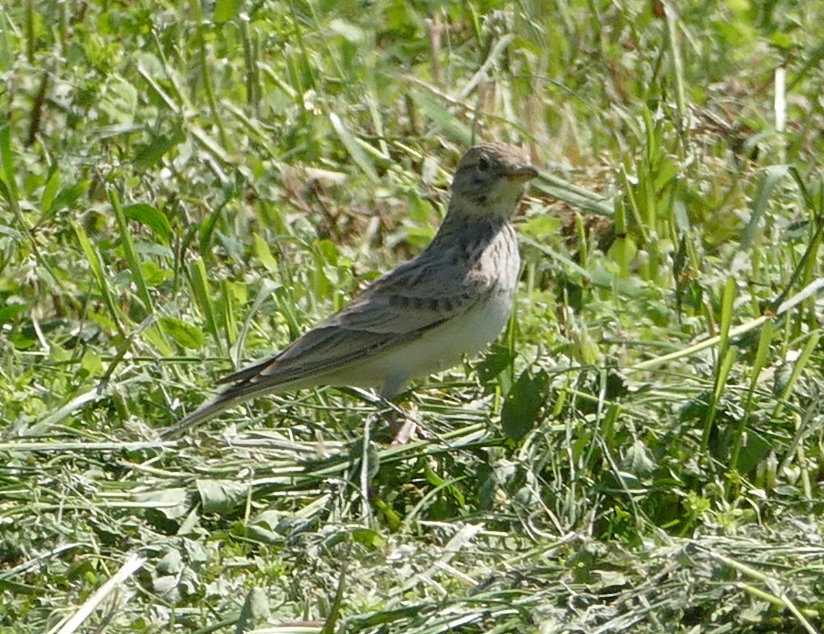 Mediterranean/Turkestan Short-toed Lark - Colin Richardson