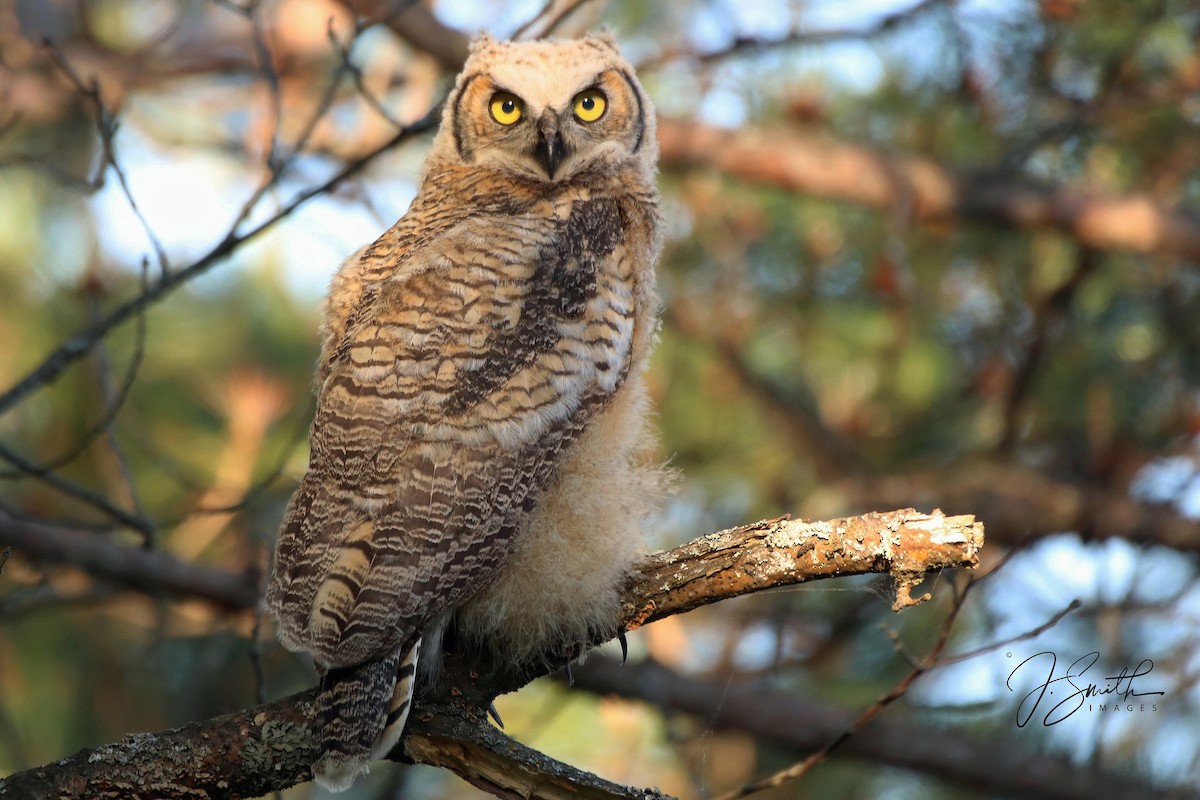 Great Horned Owl - ML167281131