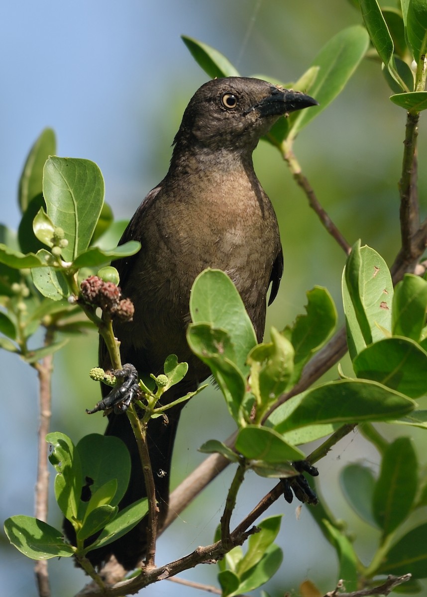 Carib Grackle - ML167281721