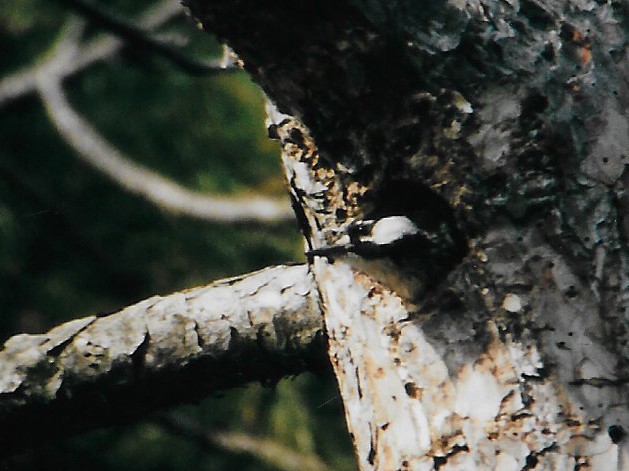 Red-cockaded Woodpecker - ML167282981