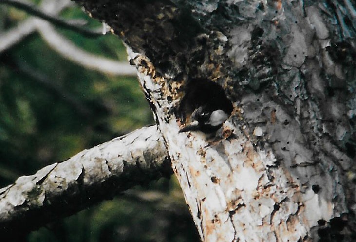 Red-cockaded Woodpecker - ML167282991
