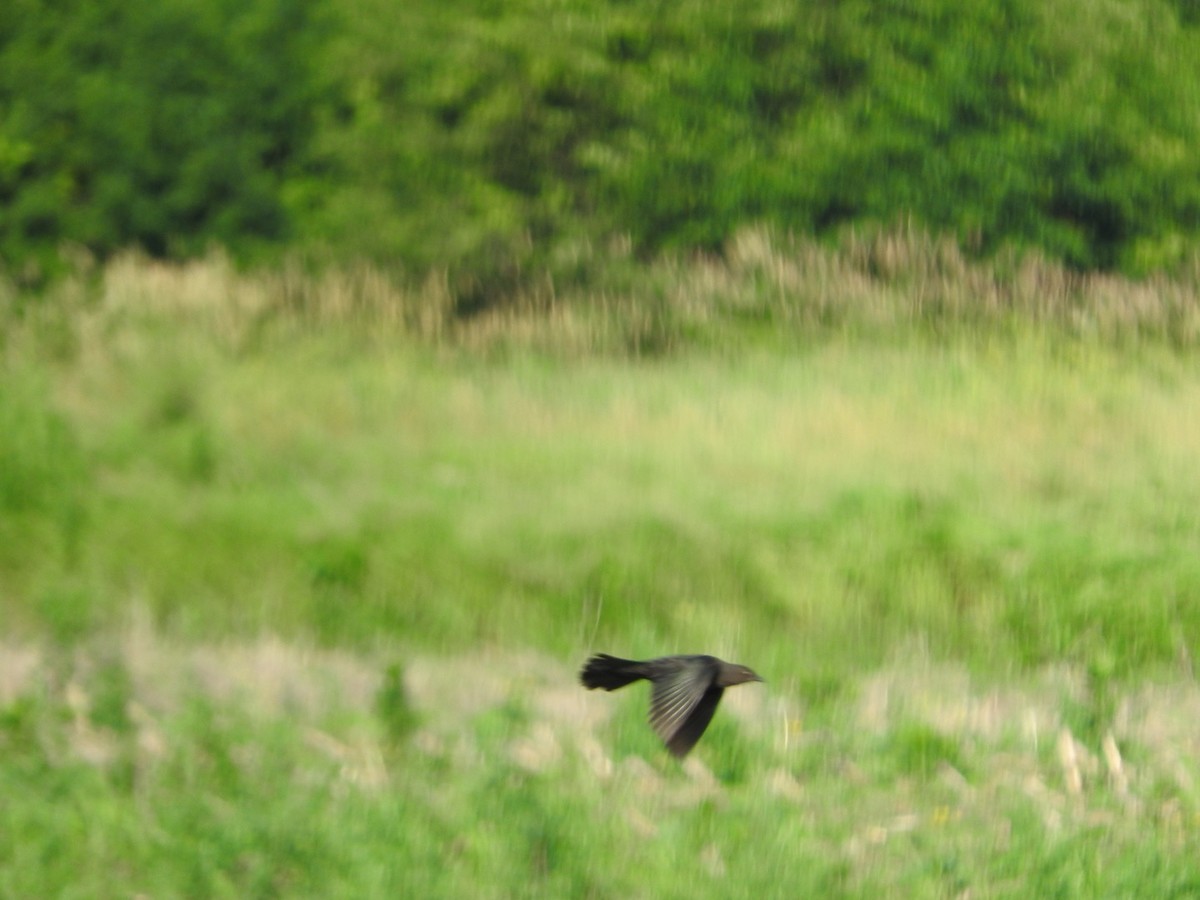 Brewer's Blackbird - ML167283071