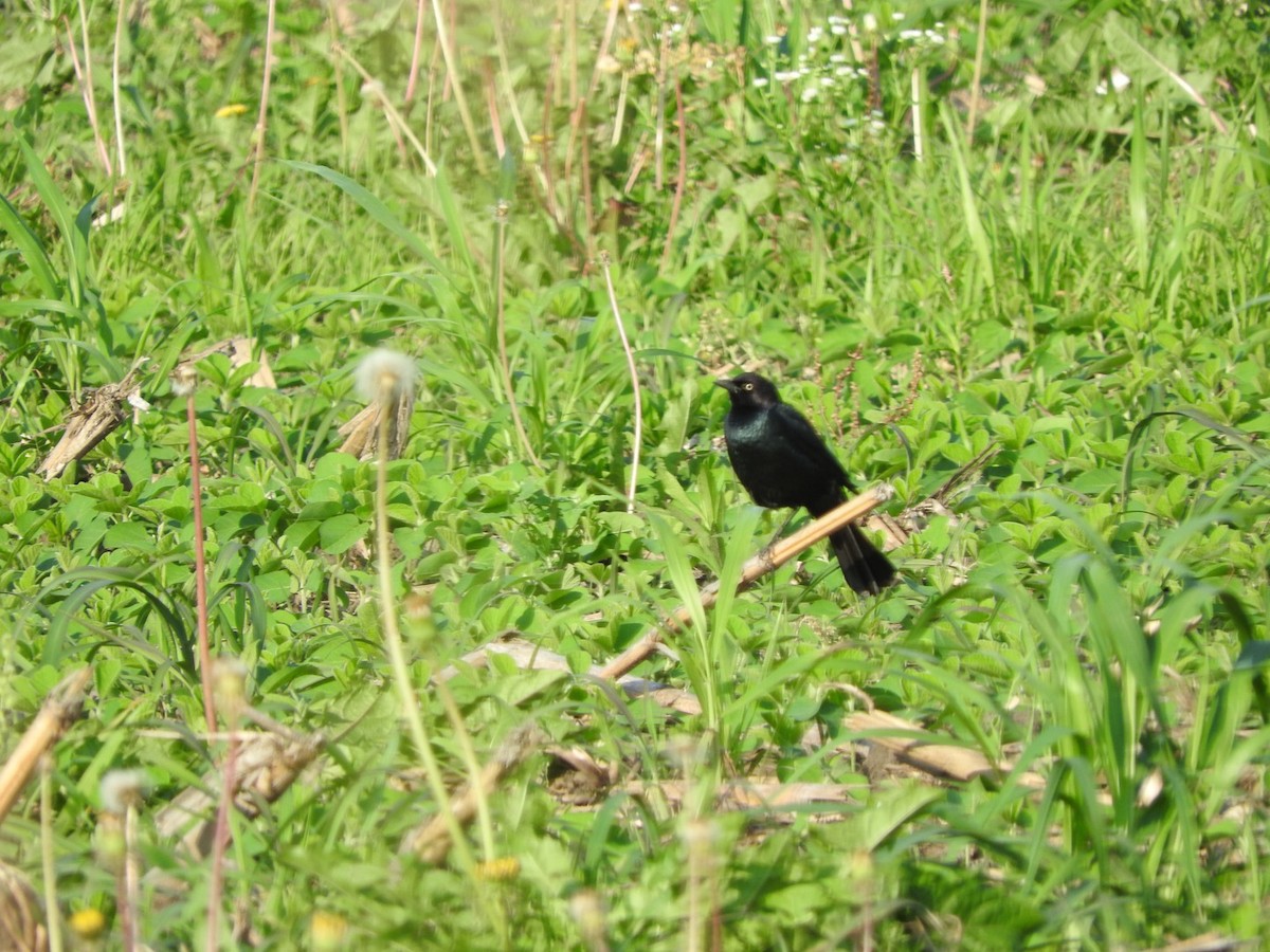 Brewer's Blackbird - ML167283081