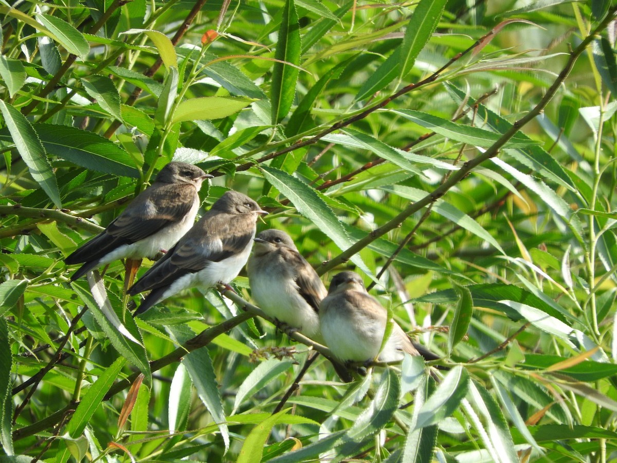 Northern Rough-winged Swallow - ML167283111