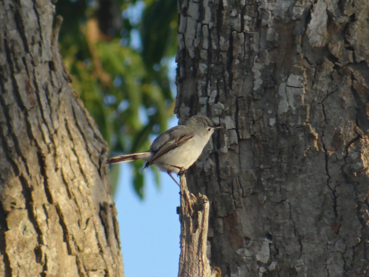 Blue-gray Gnatcatcher - ML167285361