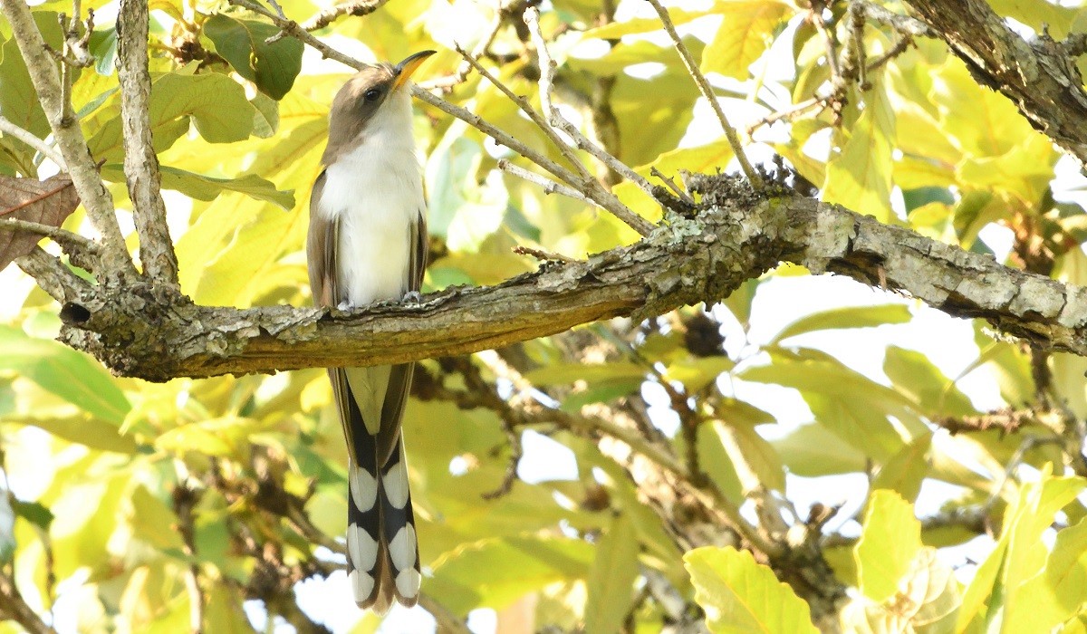 Yellow-billed Cuckoo - ML167286241