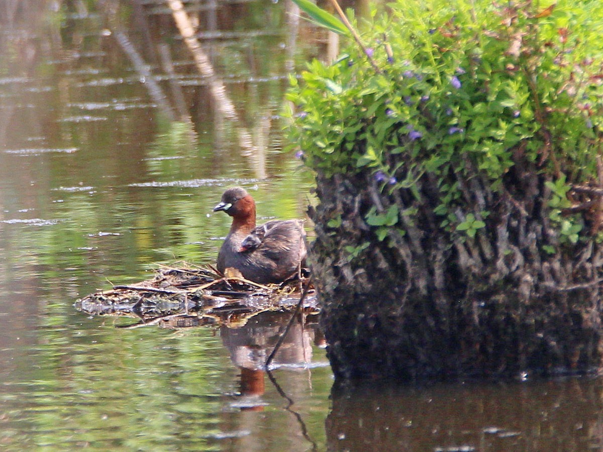 Little Grebe - Dr. Jörg Kundler