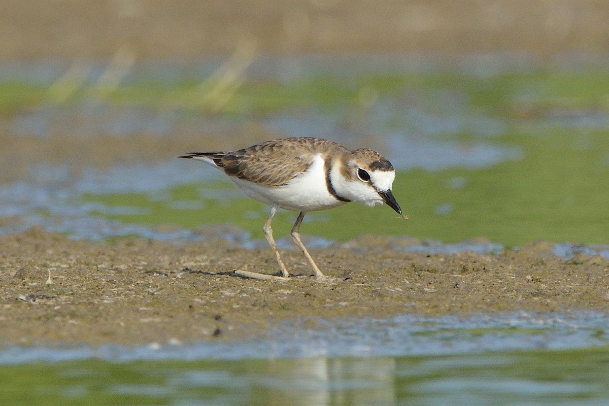 Collared Plover - ML167288591